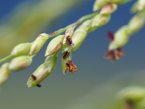 Guinea Grass