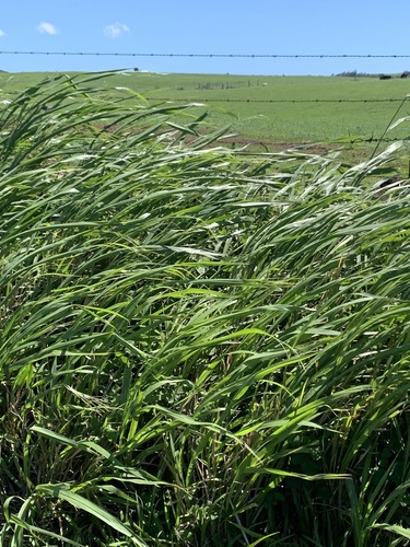 Guinea Grass
