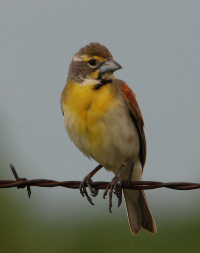 Dickcissel