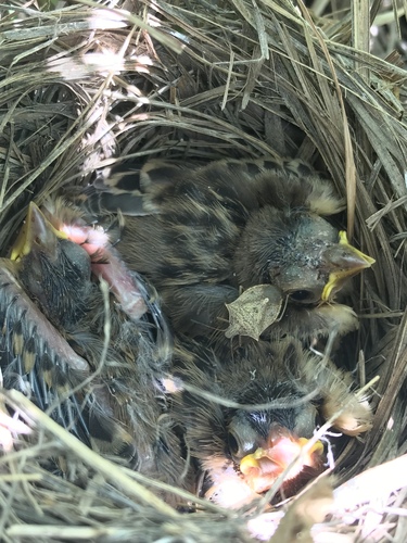 Dickcissel