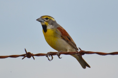 Dickcissel
