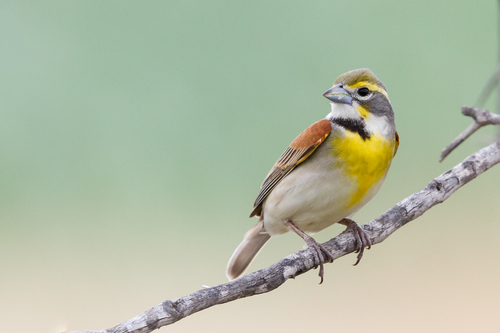 Dickcissel