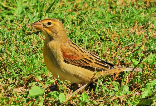 Dickcissel