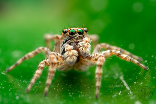 Asiatic Wall Jumping Spider