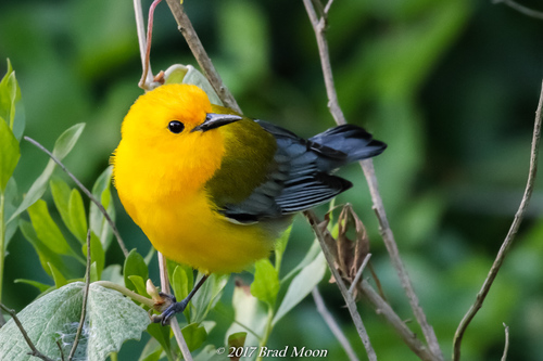 Prothonotary Warbler