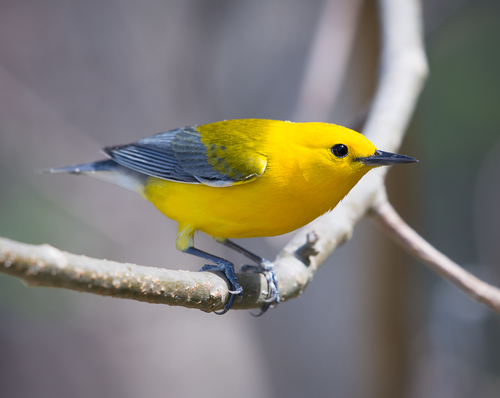 Prothonotary Warbler