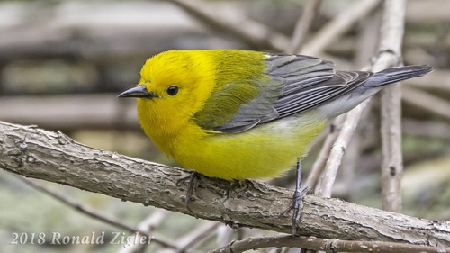 Prothonotary Warbler
