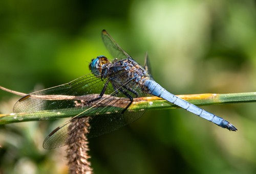 Keeled Skimmer