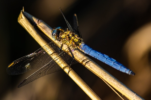Keeled Skimmer
