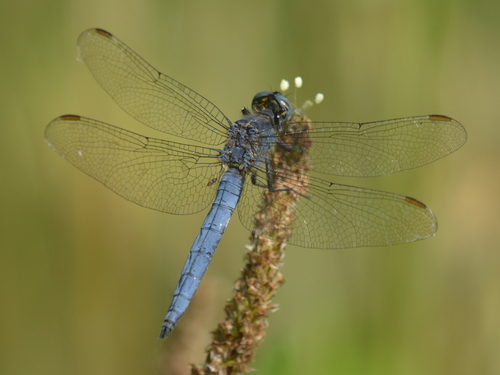 Keeled Skimmer