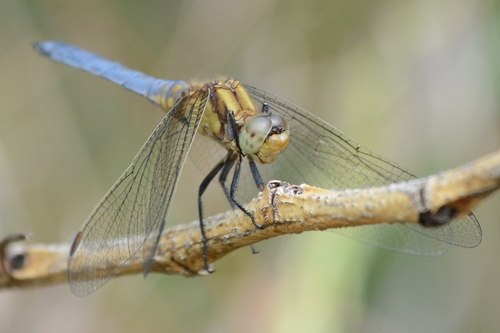 Keeled Skimmer