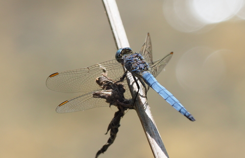 Keeled Skimmer
