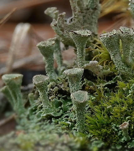 Cladonia chlorophaea
