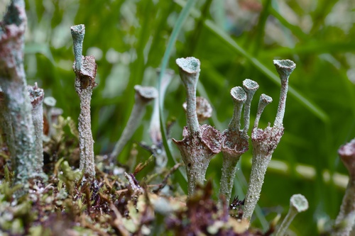 Cladonia chlorophaea