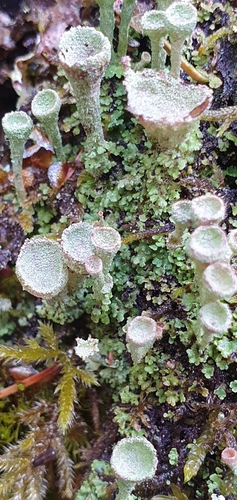 Cladonia chlorophaea