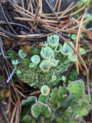 Cladonia chlorophaea