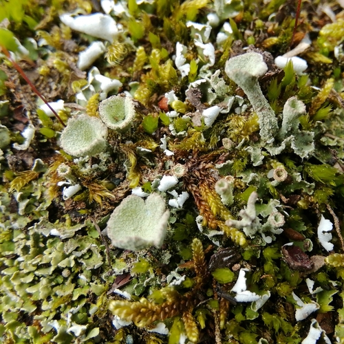 Cladonia chlorophaea