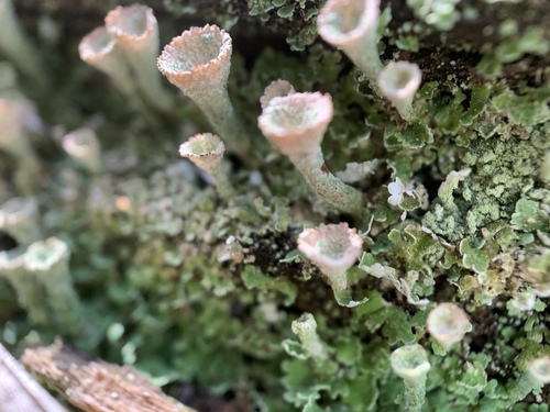 Cladonia chlorophaea