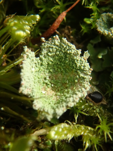 Cladonia chlorophaea