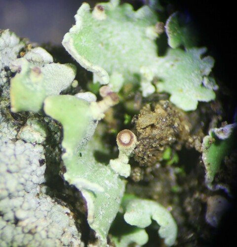 Cladonia chlorophaea