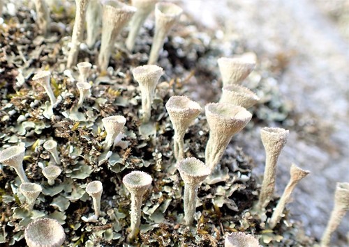 Cladonia chlorophaea