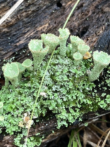 Cladonia chlorophaea