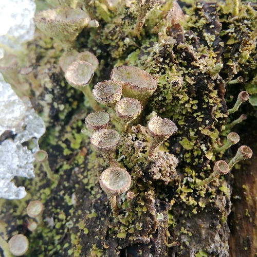 Cladonia chlorophaea