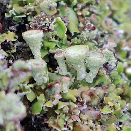 Cladonia chlorophaea