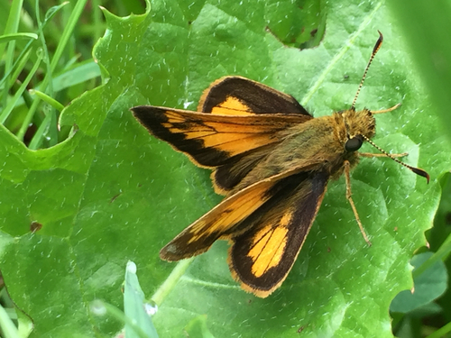 Hobomok Skipper