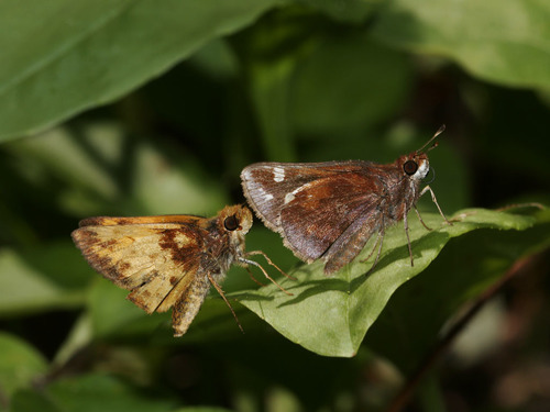 Zabulon Skipper