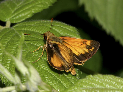 Zabulon Skipper