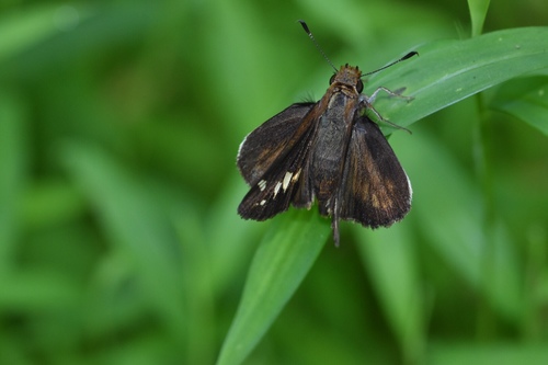 Zabulon Skipper