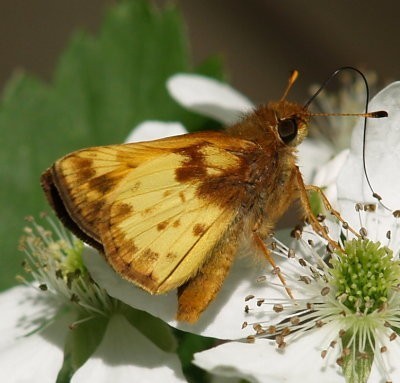 Zabulon Skipper
