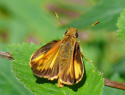 Zabulon Skipper