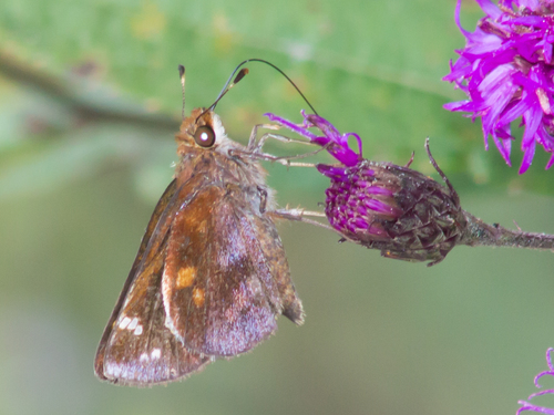 Zabulon Skipper