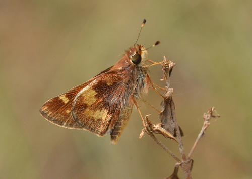 Umber Skipper