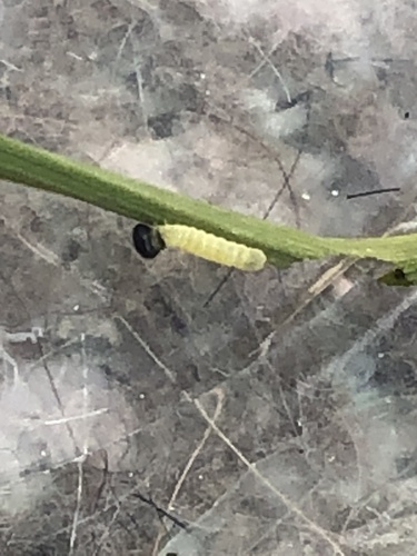 Umber Skipper