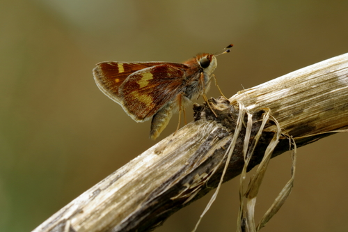 Umber Skipper