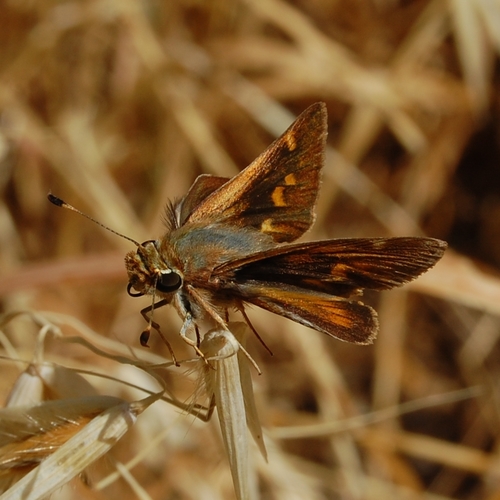 Umber Skipper