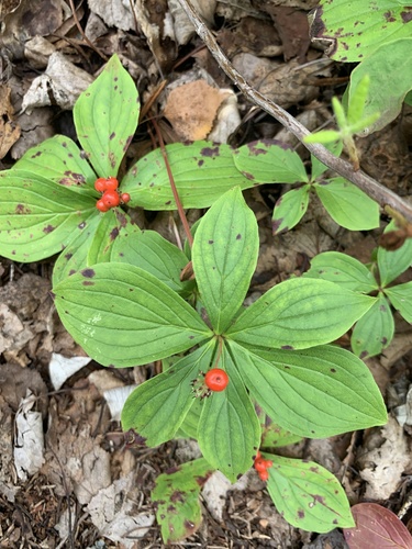 Western Bunchberry