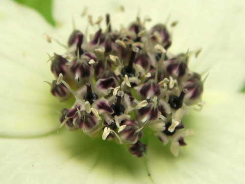 Western Bunchberry