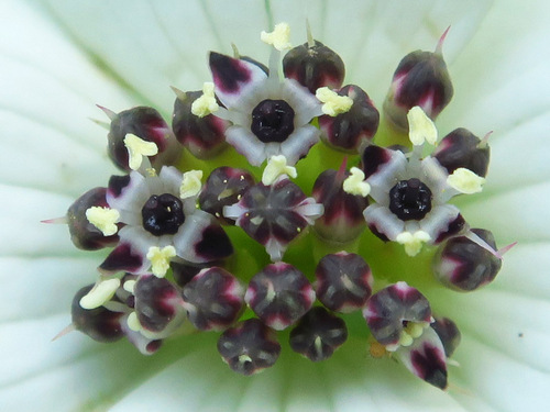 Western Bunchberry