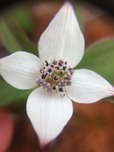 Western Bunchberry