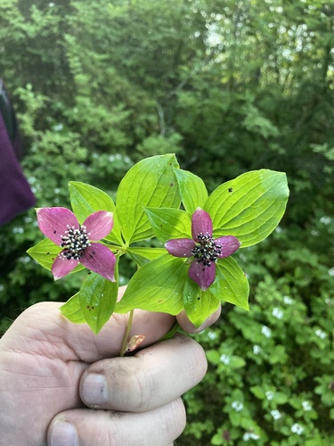 Western Bunchberry