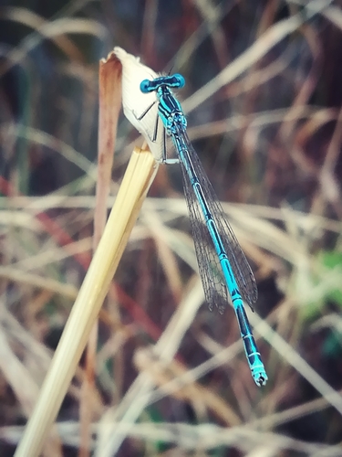 Blue Featherleg