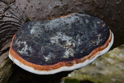Red-banded Polypore