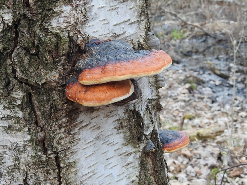 Red-banded Polypore