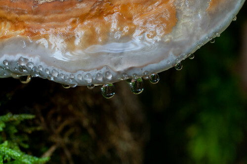 Red-banded Polypore