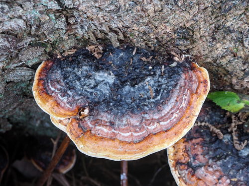 Red-banded Polypore