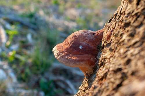 Red-banded Polypore
